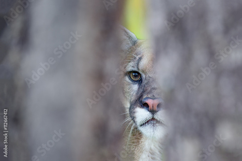 The Phantom's Gaze