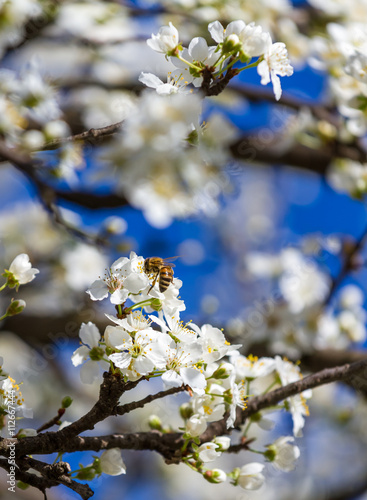 Bee and blossom tree