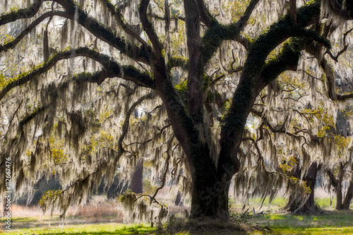 Live oak tree draped in Spanish moss