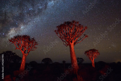 Quiver trees against milky way in the starry sky at night