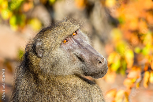 Chacma baboon (Papio ursinus), in brilliant morning sunlight, Zambezi National Park, Zimbabwe photo