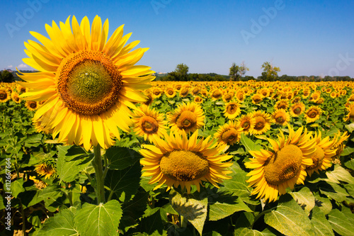 Sunflower field in Tuscany, Italy photo