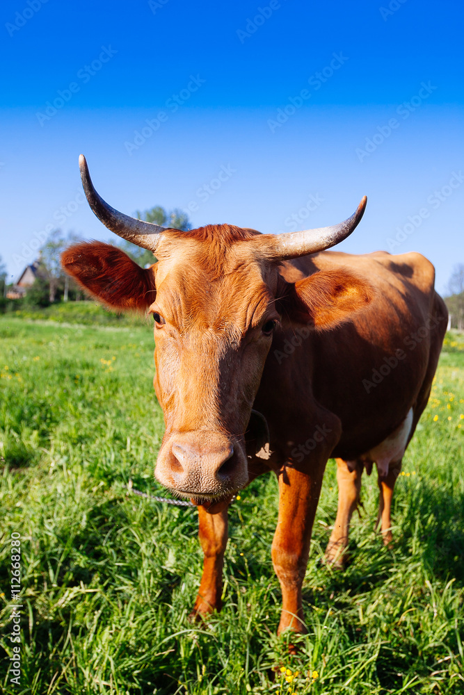 Curious cow on the meadow in summer sunset Curious cow on the meadow in summer sunset