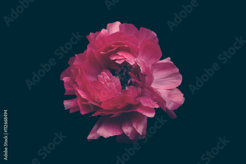 Ranunculus flower against plain background photo