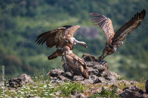 Griffin Vulture (Gyps fulvus) in Wildlife Reserve Madjarovo, Bul