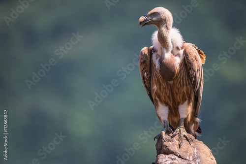 Griffon Vulture in a detailed portrait, standing on a rock overs
