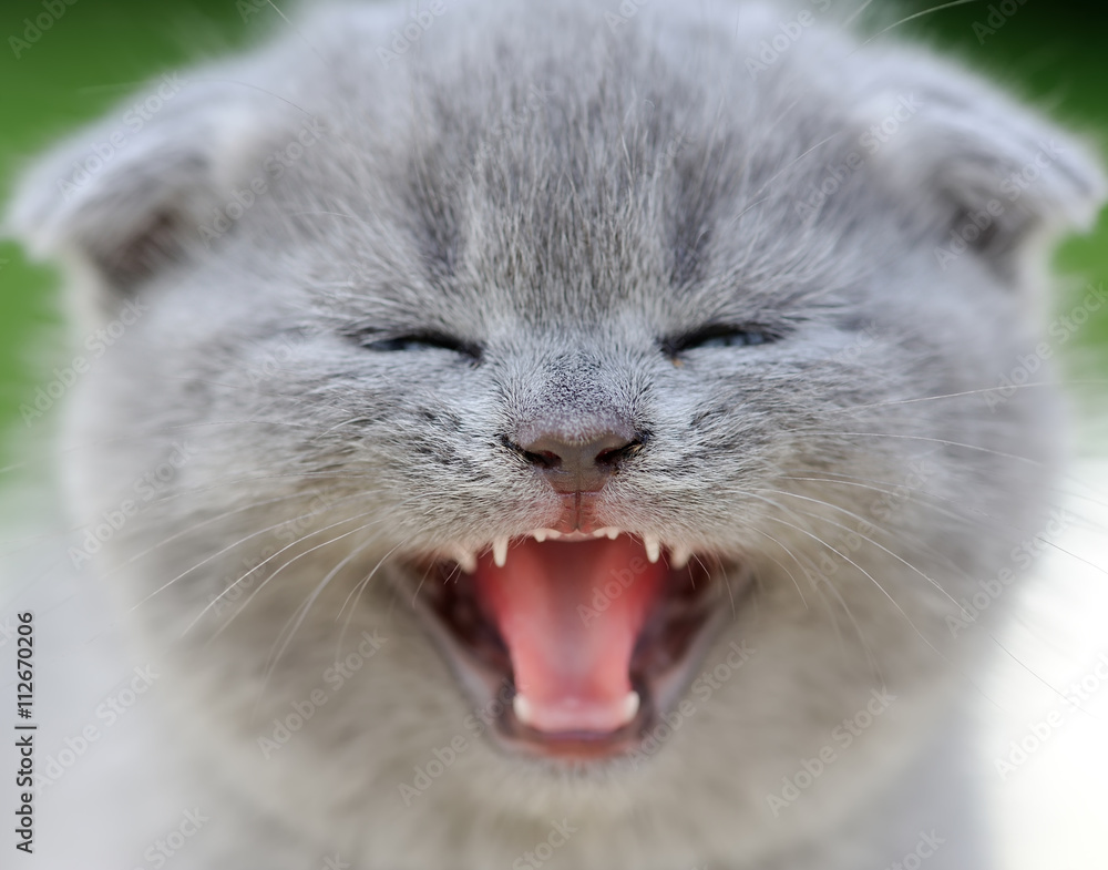 Close gray kitten portrait