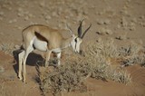 springbok recherche de nourriture sur des épineux Naukflut Namibie