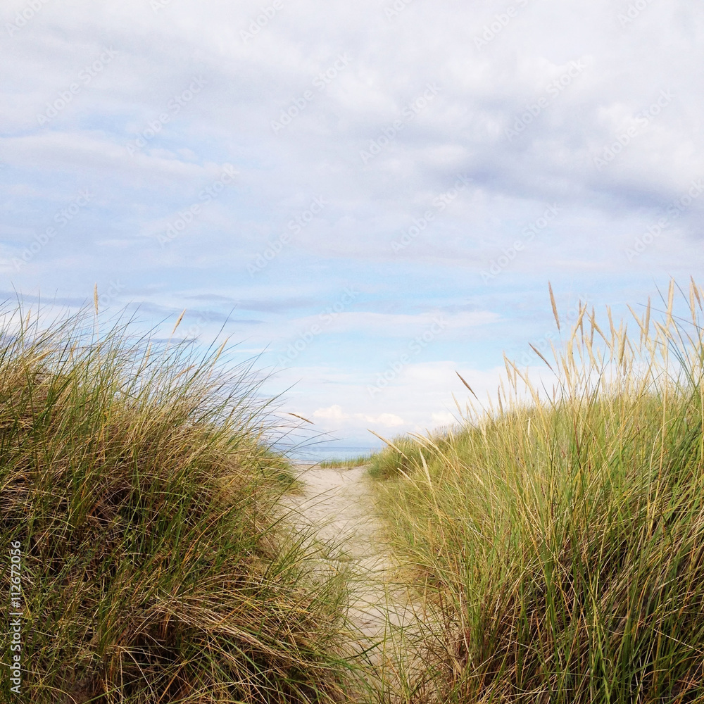 Coastal path on grassy sand dunes