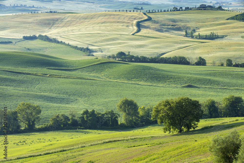 trees and green groves in Tuscany in Italy