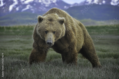 Portrait of brown bear on grassland looking at camera photo