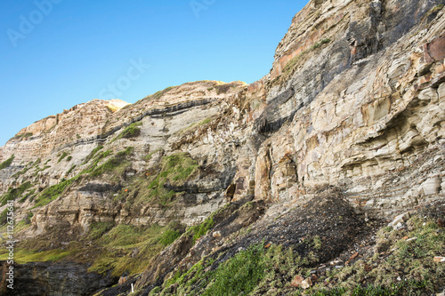 Dark coal seams in sedimentary strata in cliff. Newcastle, New South Wales, Australia. 