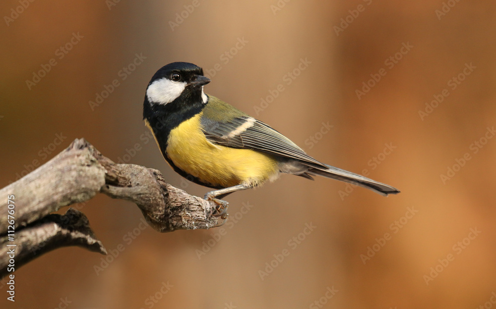 Obraz premium forrest bird