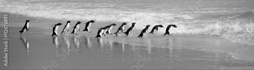 Rockhopper Penguins Line Up on the Beach