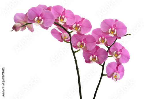 Fototapeta Naklejka Na Ścianę i Meble -  Pink Orchids plant