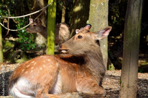 奈良公園の鹿