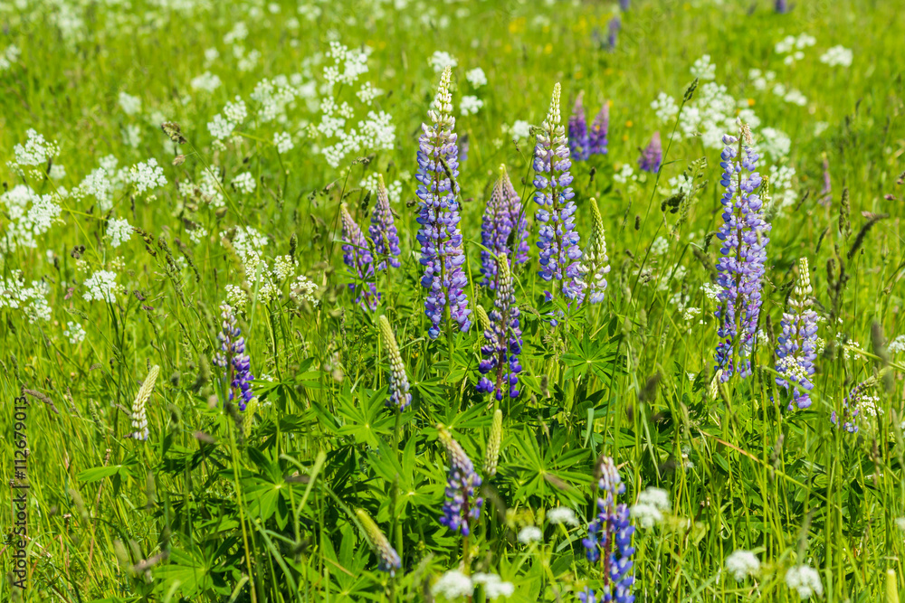 Fototapeta premium Lupine