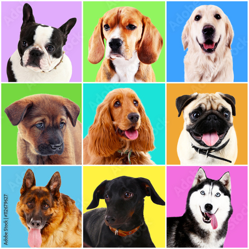 Dogs portraits on bright backgrounds © Africa Studio