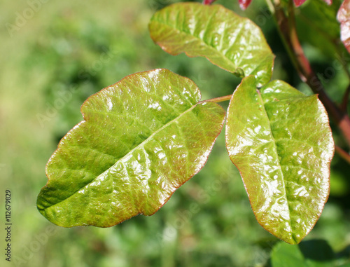 Poison Oak Stock Photo High Quality  photo