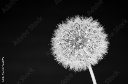 Wallpaper Mural Dandelion in black and white Torontodigital.ca