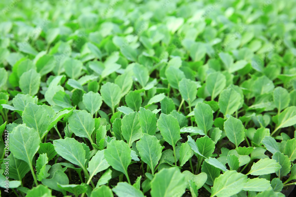 Young cabbage seedlings growing Young cabbage seedlings growing