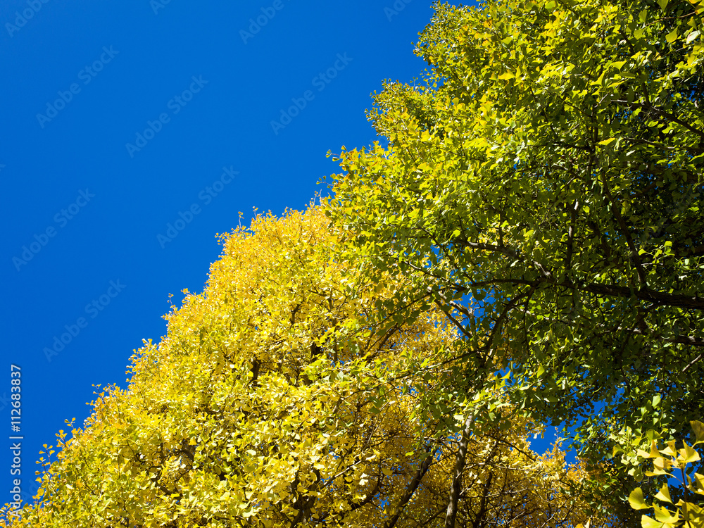 ginkgo and blue sky