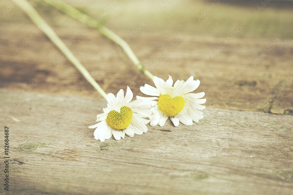 Obraz premium chamomile on table