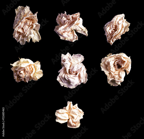 Close up white rose isolated on black background