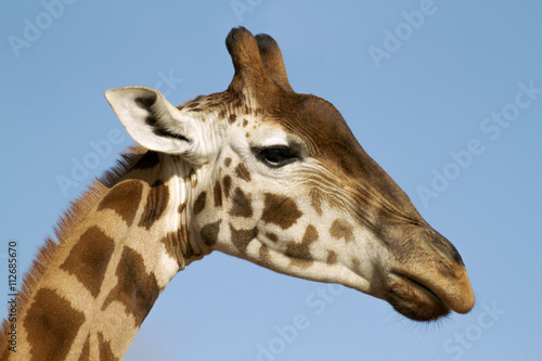 Close-up giraffe cute face 