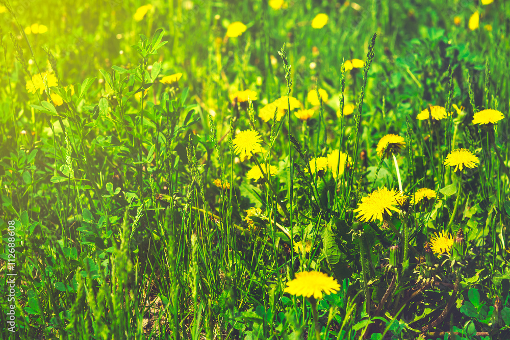 Fototapeta premium Yellow dandelions on the green field closeup in summer. Spring b