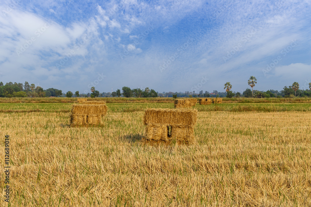 Haystack or rice straw bales in harvested fields
