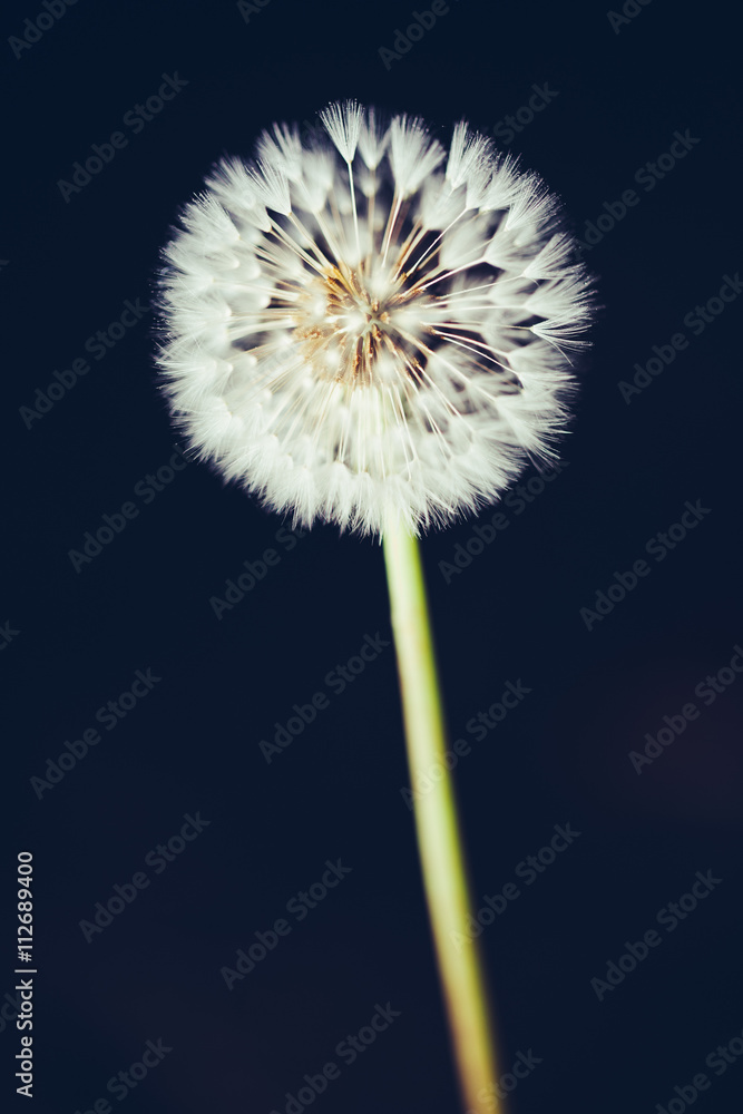 Fototapeta premium dandelion flower on dark background