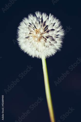 dandelion flower on dark background