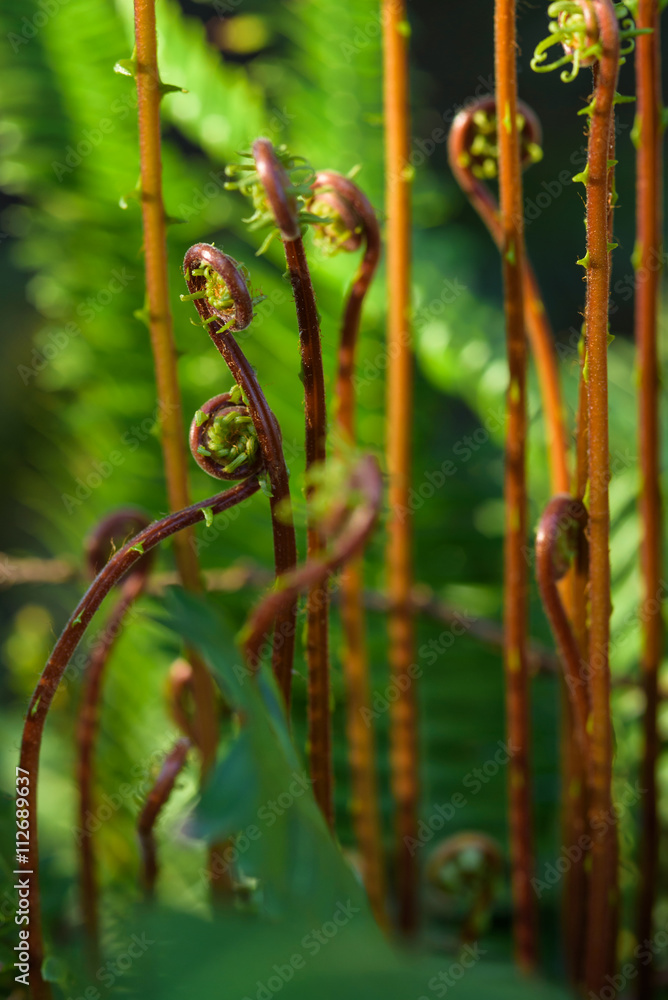 Close up of a ferns in the spring
Close up of a ferns in the spring