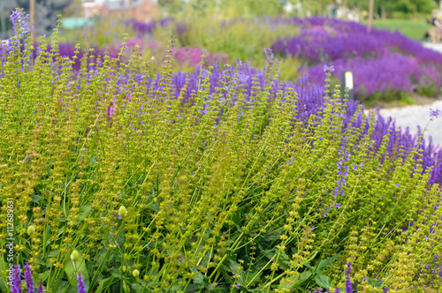 green wildflowers in the city