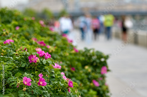 rose bushes on the embankment