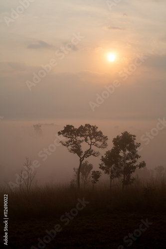 Fog in forest at Thung Salang Luang National Park Phetchabun,Tha © sripfoto