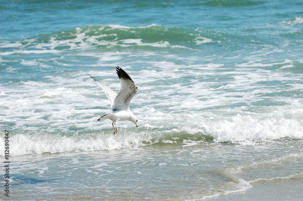 seagull flying on top of the beach sea wave seagull flying on top of the beach sea wave