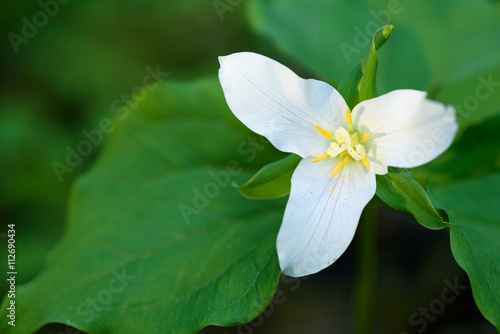Close up of a trillium in the forest
 photo