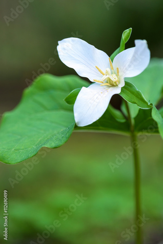 Fototapeta Naklejka Na Ścianę i Meble -  Close up of a trillium in the forest
