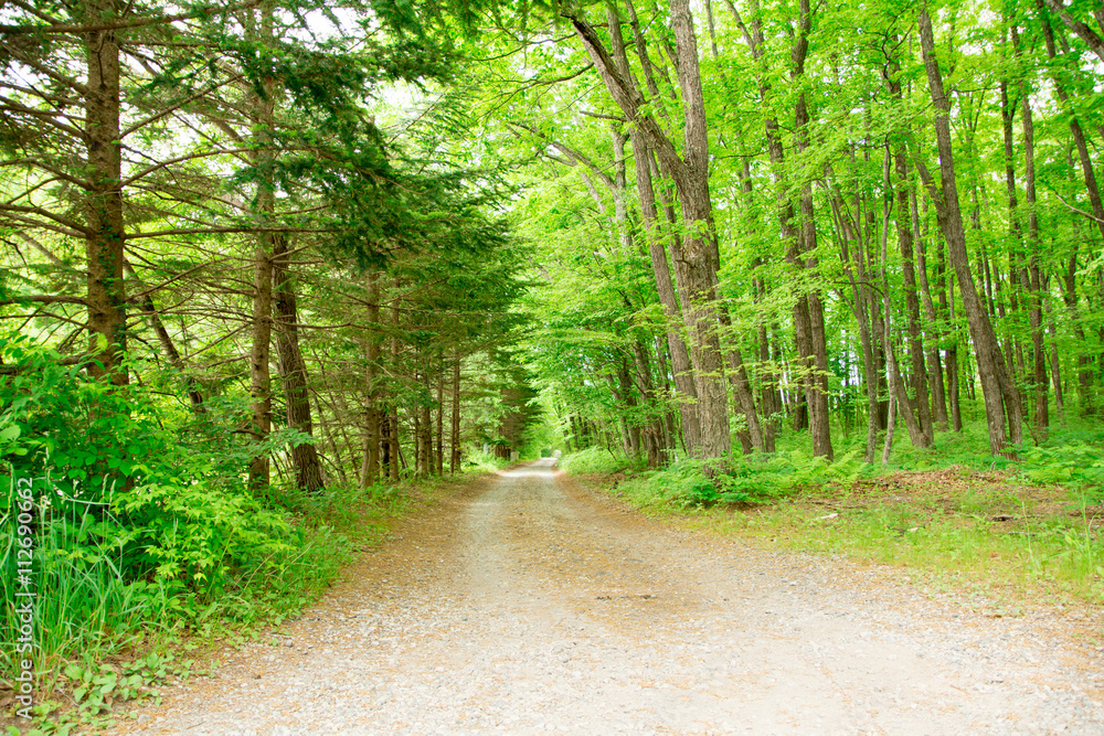 Obraz premium 軽井沢の道