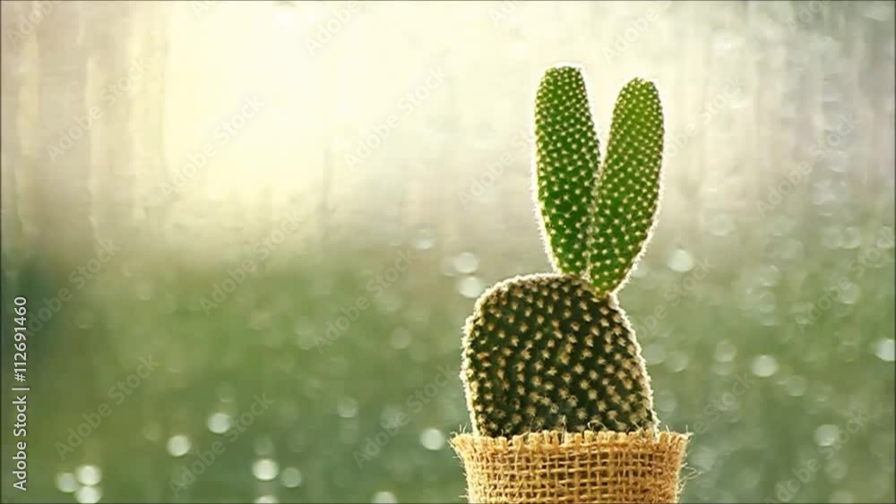 cactus in front of rain drops falling on a window with morning light