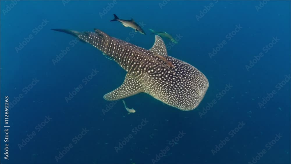 Whaleshark from above Whaleshark from above