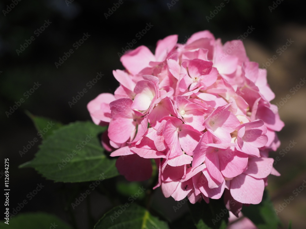 Hydrangea Hydrangea