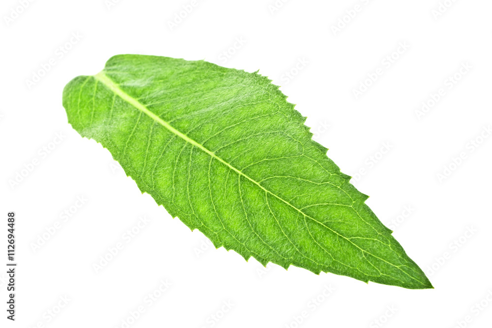 Fresh melissa leaf isolated on a white background Fresh melissa leaf isolated on a white background