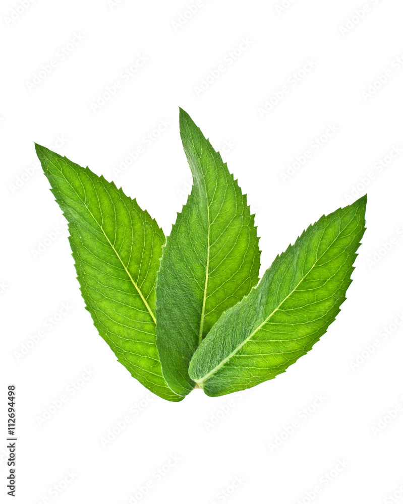 Fresh melissa leaves isolated on a white background Fresh melissa leaves isolated on a white background
