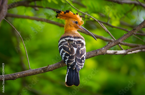 Close up of Portrait of Hoopoe (Upupa epops)  in real nature in Thailand