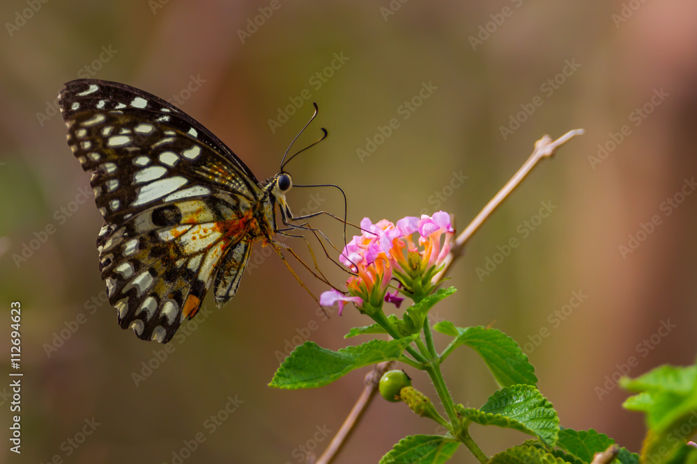 Butterfly with flower in nature for background use Butterfly with flower in nature for background use
