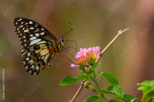 Butterfly with flower in nature for background use © kajornyot