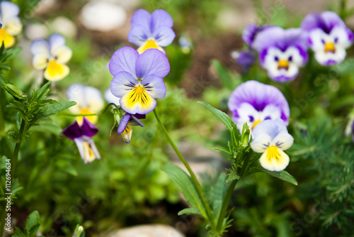 Viola and yellow tricolor pansy, flower bed bloom in the garden. photo